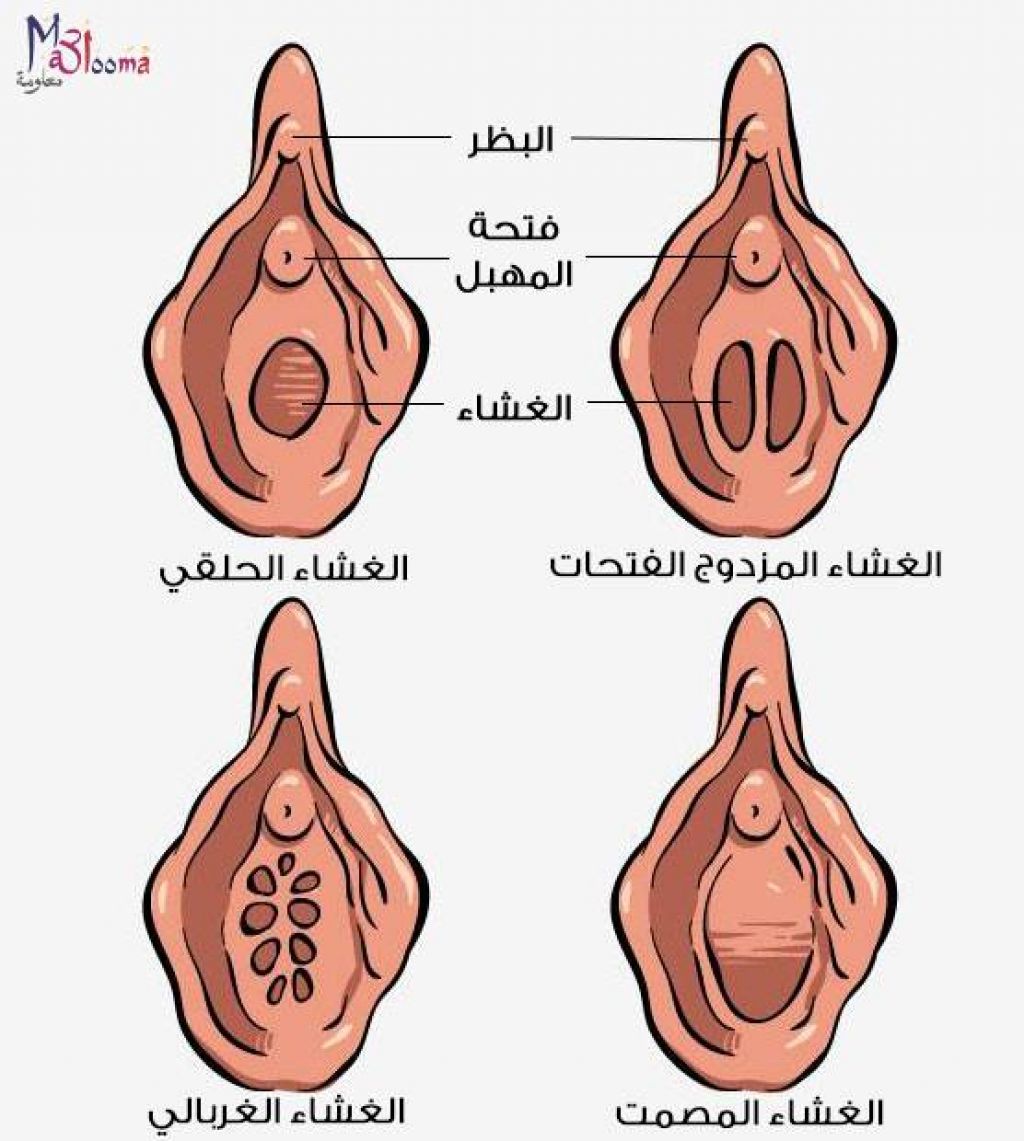 انواع البكرة