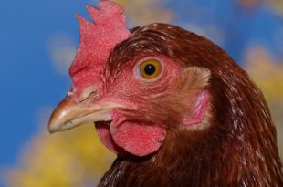 كيف يتزاوج الدجاج , عمليه تلقيح البيض 55602 1 310x205