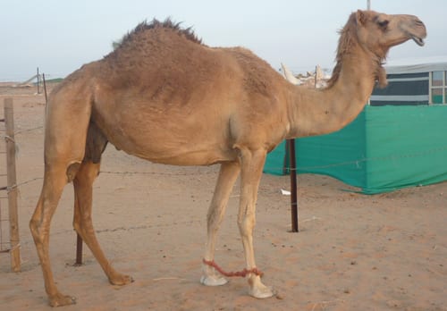 الوصف المميز الرائع ومعناه , عقال بعير