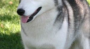 صور اجمل كلاب almstba.com 1341838641 746 300x165