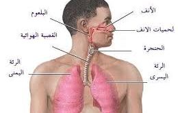 الجهاز التنفسي تعريف indexاتا 260x165