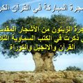 74709 1 الشجرة المباركة- شجرة الزيتون المباركة هاله خالد
